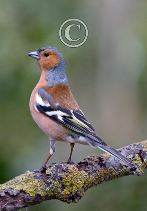Chaffinch DM1775
